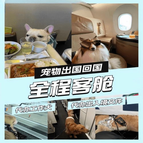 西安市宠物托运到白俄罗斯宠物入境规定和要求