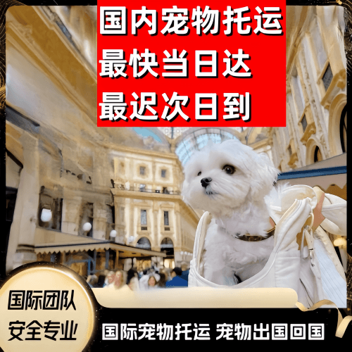 西安市到澳大利亚（澳洲）宠物入境规定和要求